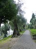 Sirmione, promenade le long du lac bordée d'oliviers.