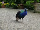 A isola Madre les gallinacés vivent en liberté, paons bleus ou blancs, faisans communs, dorés multicolores ou argentés noirs et blancs, à tête rouge.