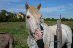 Le cheval de camargue  vit traditionnellement en liberté