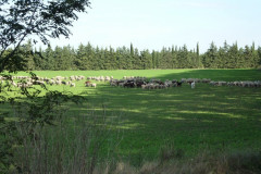 Un élevage de moutons pas très loin du château de Teillan