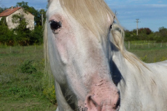 Cheval de camargue