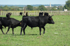 Taureaux de camargue