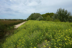 Au printemps le chemin est fleuri