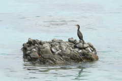 Baie de Campomoro