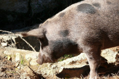 Cochon au col de Larone