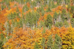 La forêt se pare de magnifiques couleurs automnales
