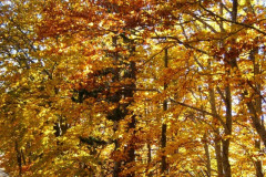 La forêt se pare de magnifiques couleurs automnales