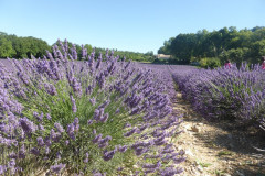 Champ de lavande en Provence