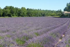 Champs de lavande en Provence