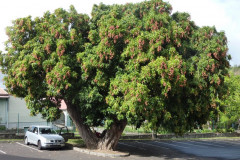 Entre-Deux,litchi