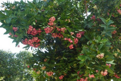 Entre-Deux,litchi