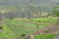 La culture de la lentille