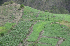 La culture de la lentille