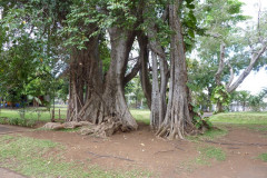 Jardin de l'État à Saint-Denis