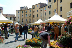 Piazza Anfiteatro et marché aux fleurs