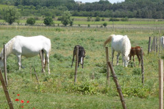 Chevaux de camargue