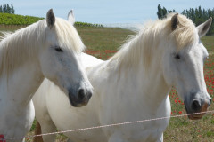 Le Camargue est une race de petits chevaux de selle rustiques à la robe grise